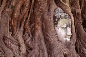 På rejse til Thailand besøg Ayutthaya med historien om buddhahovedet