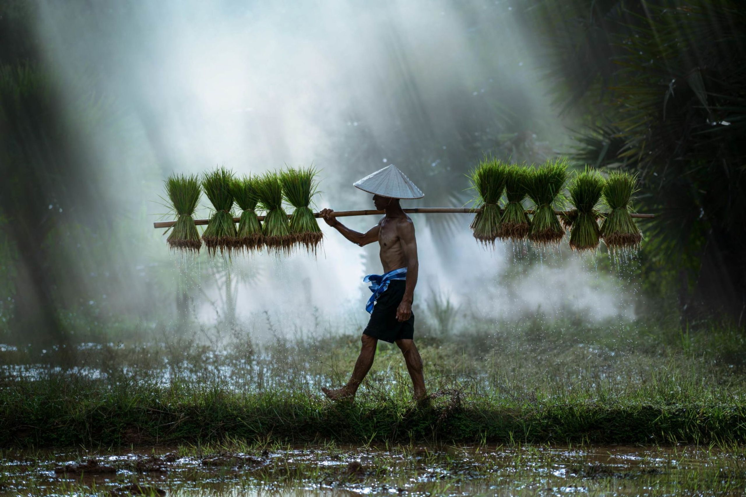 Risbonde i Vietnam - oplev Sydøstasien på din rejse